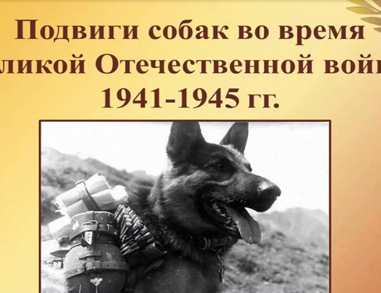 Патриотический час «Собаки-герои войны»
